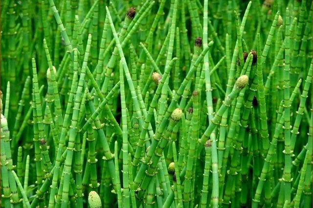 Cola de caballo - Equisetum hyemale - El Nou Garden