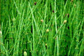Cola de caballo - Equisetum hyemale - El Nou Garden