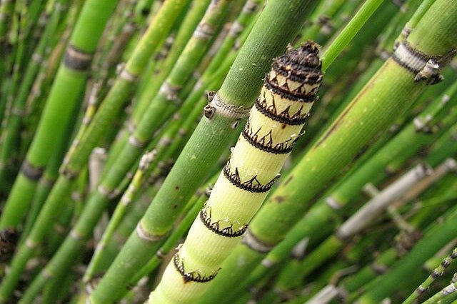 Cola de caballo - Equisetum hyemale - El Nou Garden