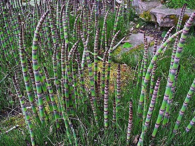 Cola de caballo - Equisetum hyemale - El Nou Garden