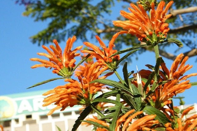 Cola de león - Leonotis leonurus - El Nou Garden