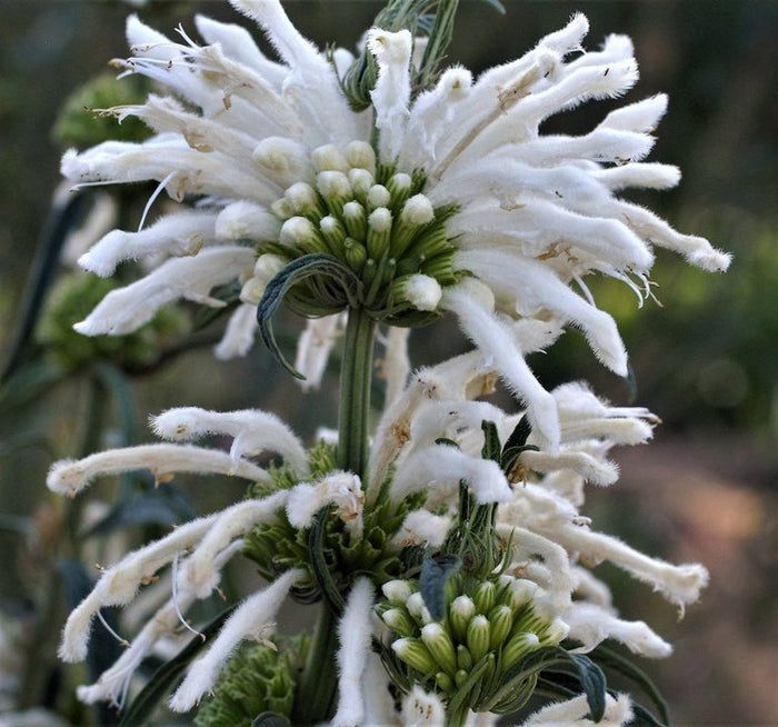 Cola de león - Leonotis leonurus - El Nou Garden