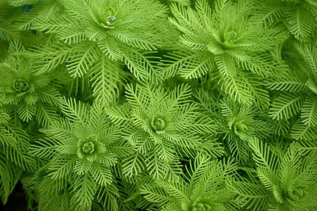 Cola de zorro acuática - Myriophyllum spicatum - Oxigenante - Pack 3 unidades - El Nou Garden