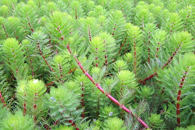 Cola de zorro acuática - Myriophyllum spicatum - Oxigenante - Pack 3 unidades - El Nou Garden