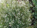Coleonema pulchrum - El Nou Garden