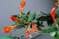 Columnea Hirta - El Nou Garden