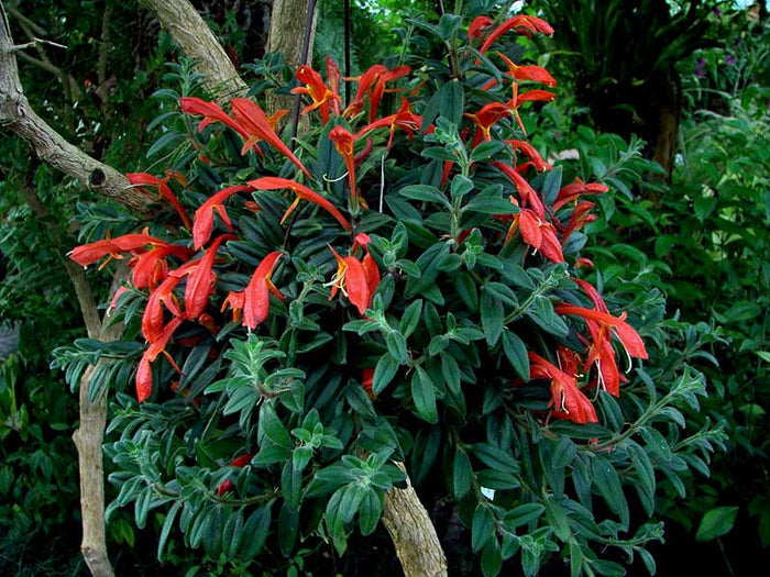 Columnea Hirta - El Nou Garden