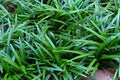 Convalaria - Ophiopogon japonicus Kioto - El Nou Garden