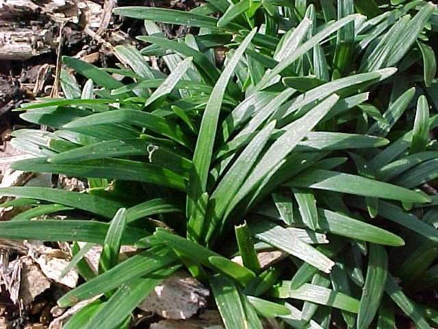 Convalaria - Ophiopogon japonicus Kioto - El Nou Garden