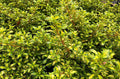 Coprosma Lemon and Lime - Coprosma repens - El Nou Garden