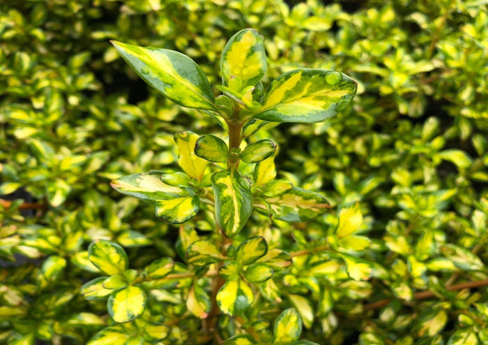 Coprosma Lemon and Lime - Coprosma repens - El Nou Garden