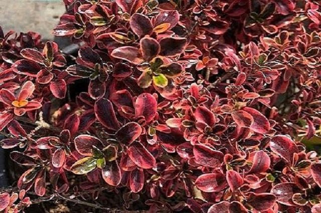 Coprosma Rainbow Surprise - El Nou Garden