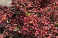 Coprosma Rainbow Surprise - El Nou Garden
