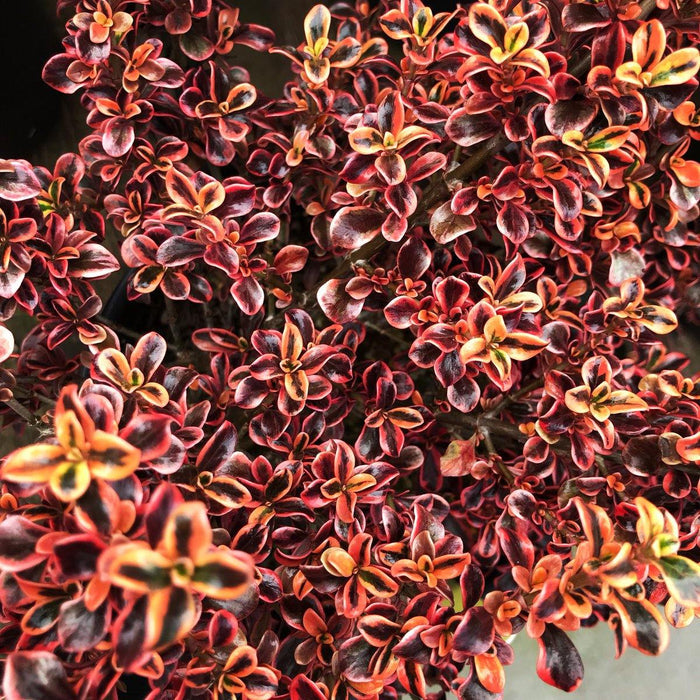 Coprosma Rainbow Surprise - El Nou Garden