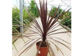 Cordiline Red Star - Cordyline australis - El Nou Garden