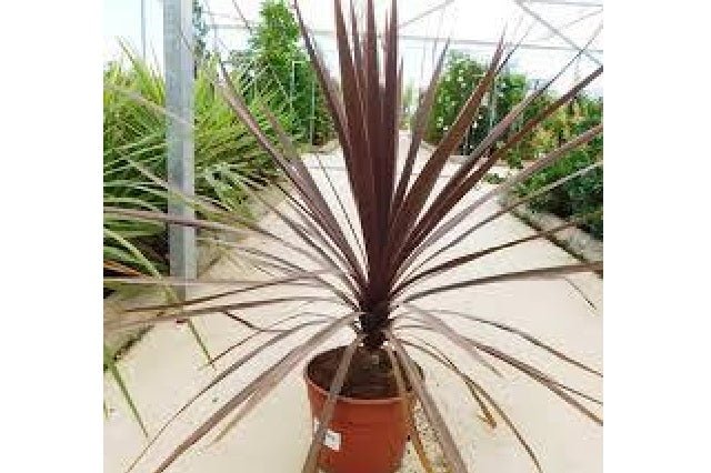 Cordiline Red Star - Cordyline australis - El Nou Garden