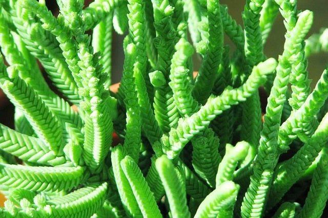 Cordón de san José - Crassula lycopodioides - El Nou Garden