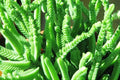 Cordón de san José - Crassula lycopodioides - El Nou Garden