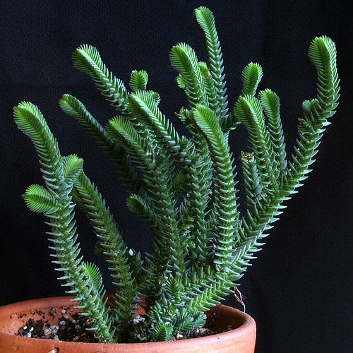 Cordón de san José - Crassula lycopodioides - El Nou Garden