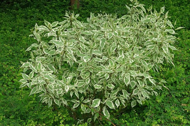 Cornejo siberiano Elegantissima - Cornus alba - El Nou Garden