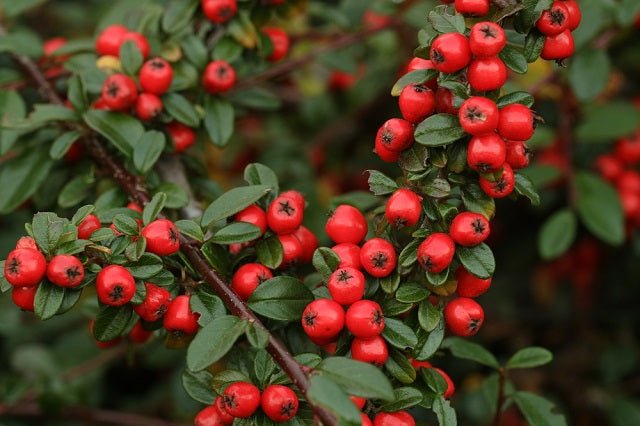 Cotoneaster Coral Beauty - Cotoneaster dammeri - El Nou Garden