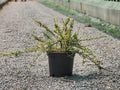 Cotoneaster Coral Beauty - Cotoneaster dammeri - El Nou Garden