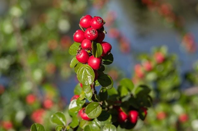 Cotoneaster Streib's Finding - Cotoneaster microphylla - El Nou Garden