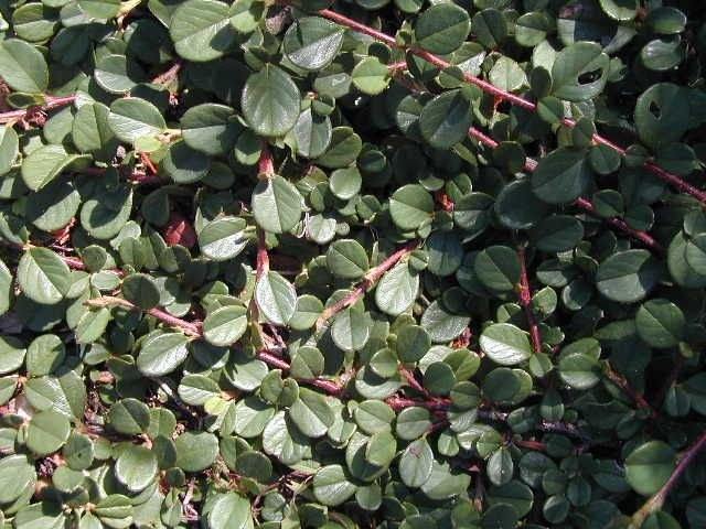 Cotoneaster Streib's Finding - Cotoneaster microphylla - El Nou Garden