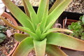 Crásula Acinaciformis - Crassula - El Nou Garden