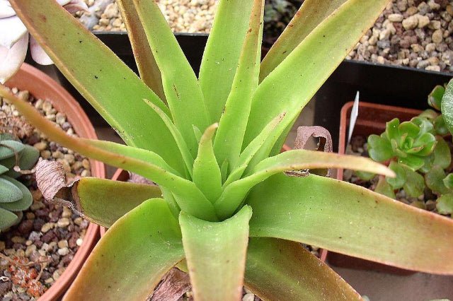 Crásula Acinaciformis - Crassula - El Nou Garden