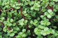Crásula Afra - Crassula portulacea - El Nou Garden