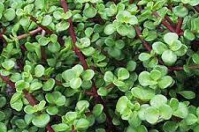 Crásula Afra - Crassula portulacea - El Nou Garden