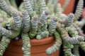 Crásula Hottentot - Crassula x rupestris subs. marnieriana - El Nou Garden