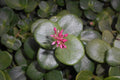 Crásula Multicava - Crassula - El Nou Garden