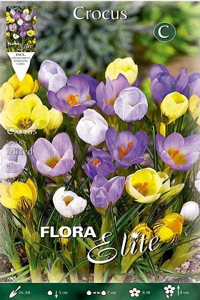 Crocus mezcla de colores - Crocus - Bulbos - El Nou Garden