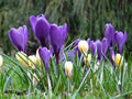 Crocus mezcla de colores - Crocus - Bulbos - El Nou Garden