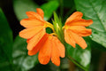 Crosandra Fortuna - Crossandra - El Nou Garden