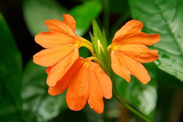 Crosandra Fortuna - Crossandra - El Nou Garden