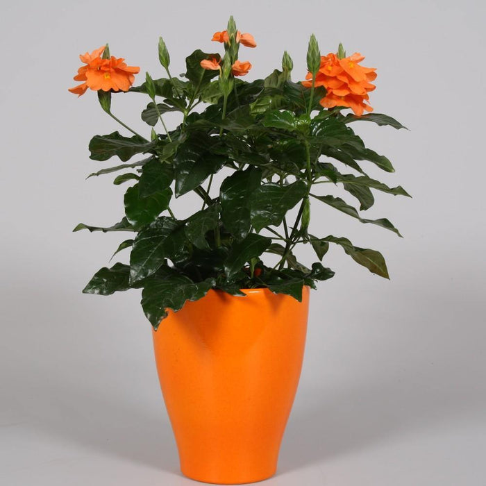 Crosandra Fortuna - Crossandra - El Nou Garden