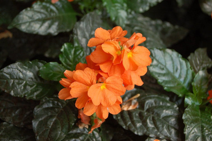 Crosandra Fortuna - Crossandra - El Nou Garden