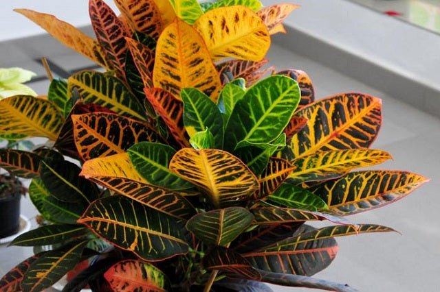 Crotón - Codiaeum variegatum - El Nou Garden