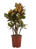 Crotón - Codiaeum variegatum - El Nou Garden