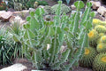 Cuerno de vaca - Euphorbia grandicornis - El Nou Garden