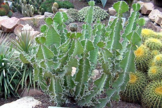 Cuerno de vaca - Euphorbia grandicornis - El Nou Garden