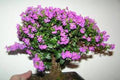 Cufea - Cuphea hyssopifolia - Bonsai - El Nou Garden