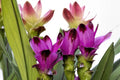 Cúrcuma - Curcuma alismatifolia - El Nou Garden