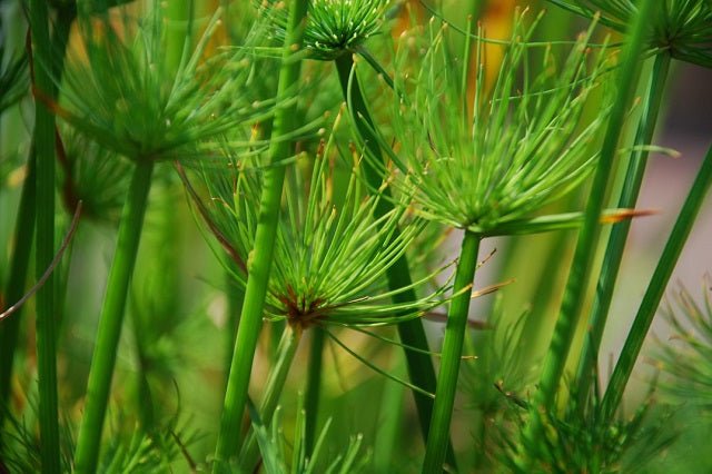 Cyperus Prolifer - El Nou Garden