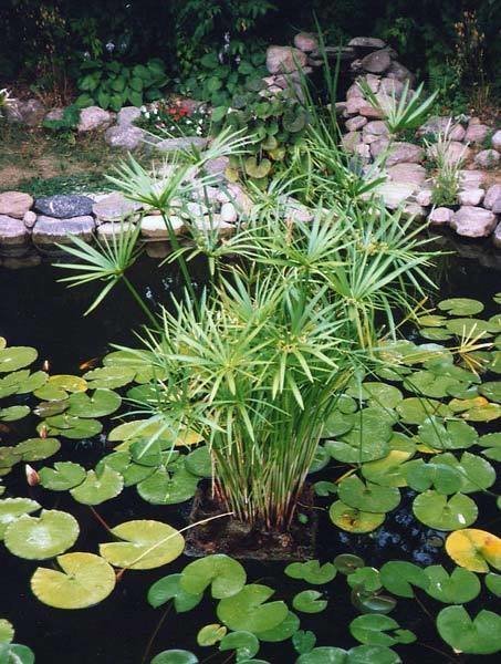 Cyperus Prolifer - El Nou Garden
