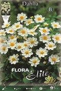 Dalia Baby blanca - Bulbos - El Nou Garden