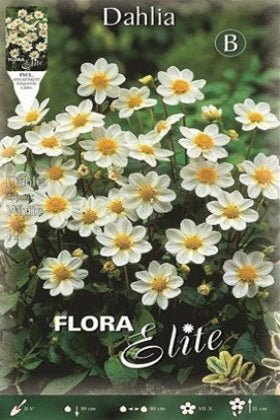 Dalia Baby blanca - Bulbos - El Nou Garden